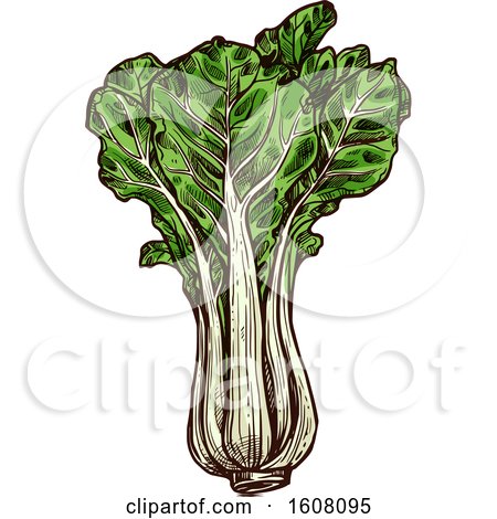 Clipart of Sketched Pak Choi - Royalty Free Vector Illustration by Vector Tradition SM