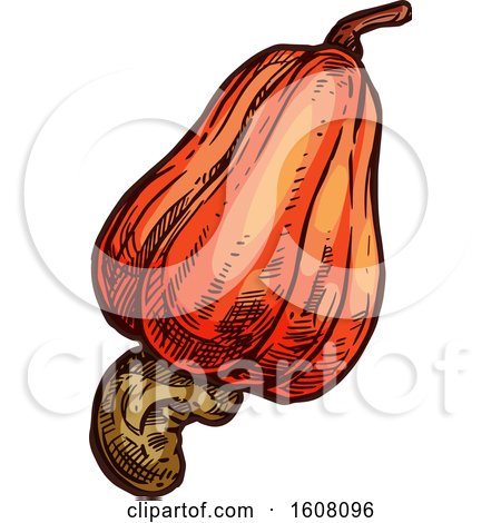 Clipart of a Sketched Apple Cashew - Royalty Free Vector Illustration by Vector Tradition SM
