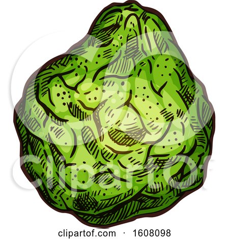 Clipart of a Sketched Bergamot - Royalty Free Vector Illustration by Vector Tradition SM