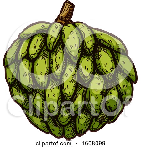 Clipart of a Sketched Cherimoya - Royalty Free Vector Illustration by Vector Tradition SM