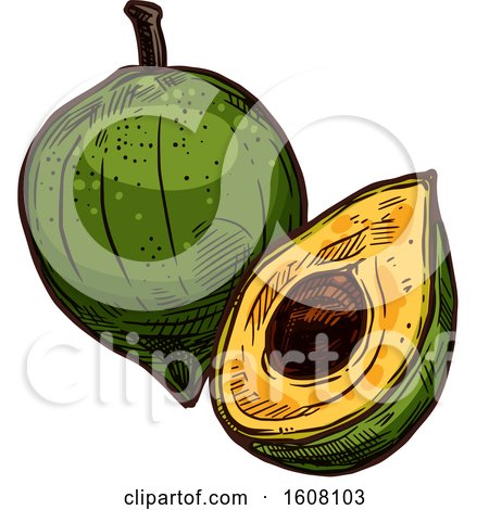 Clipart of a Sketched Lucuma - Royalty Free Vector Illustration by Vector Tradition SM