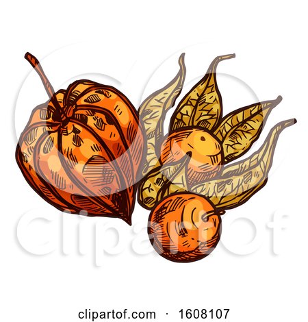 Clipart of a Sketched Physalis - Royalty Free Vector Illustration by Vector Tradition SM