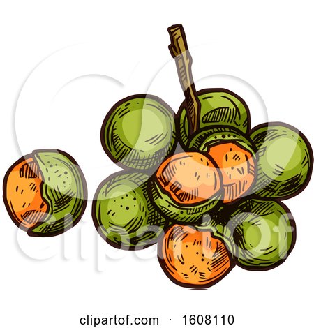 Clipart of Sketched Spanish Limes - Royalty Free Vector Illustration by Vector Tradition SM
