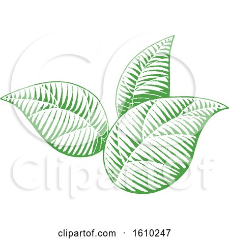 Clipart of Sketched Green Leaves - Royalty Free Vector Illustration by cidepix
