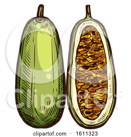 Clipart of a Sketched Kuruba Tropical Exotic Fruit - Royalty Free Vector Illustration by Vector Tradition SM