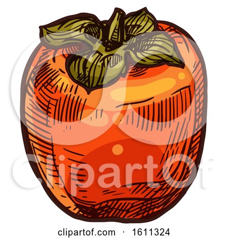 Clipart of a Sketched Persimmon Fruit - Royalty Free Vector Illustration by Vector Tradition SM