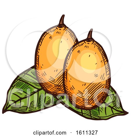 Clipart of a Sketched Gandaria Tropical Exotic Fruit - Royalty Free Vector Illustration by Vector Tradition SM