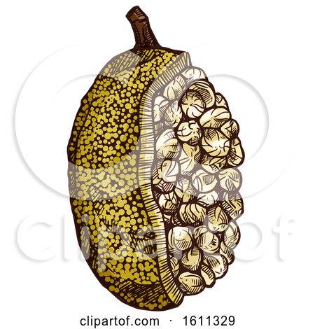 Clipart of a Sketched Marang Tropical Exotic Fruit - Royalty Free Vector Illustration by Vector Tradition SM