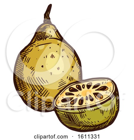 Clipart of a Sketched Bael Tropical Exotic Fruit - Royalty Free Vector Illustration by Vector Tradition SM