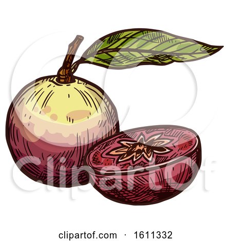 Clipart of a Sketched Star Apple Tropical Exotic Fruit - Royalty Free Vector Illustration by Vector Tradition SM