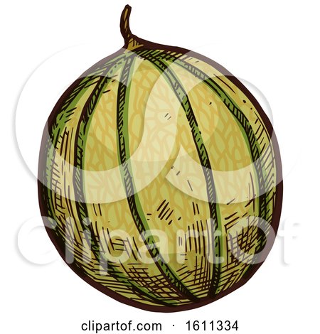 Clipart of a Sketched Cantaloupe Tropical Fruit - Royalty Free Vector Illustration by Vector Tradition SM