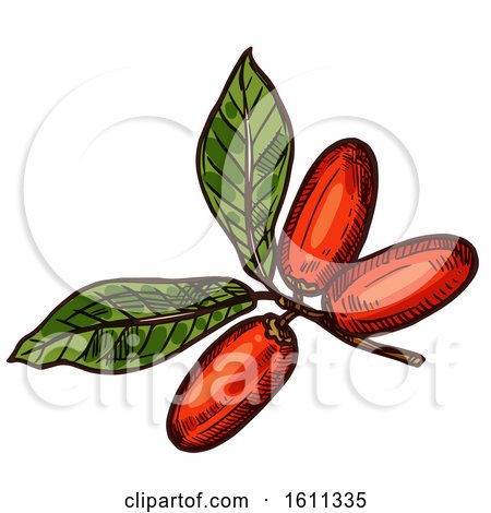 Clipart of a Sketched Miracle Fruit Tropical Exotic Fruit - Royalty Free Vector Illustration by Vector Tradition SM