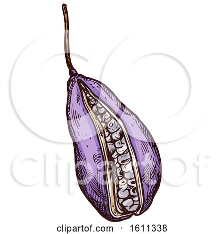 Clipart of a Sketched Akebia Tropical Exotic Fruit - Royalty Free Vector Illustration by Vector Tradition SM