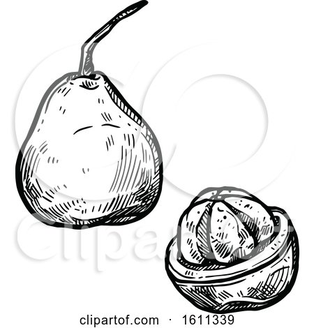 Clipart of a Sketched Santol Tropical Exotic Fruit - Royalty Free Vector Illustration by Vector Tradition SM