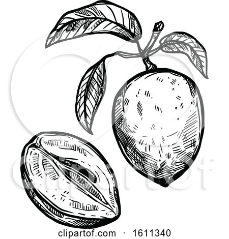 Clipart of a Sketched Sapodilla Tropical Exotic Fruit - Royalty Free Vector Illustration by Vector Tradition SM
