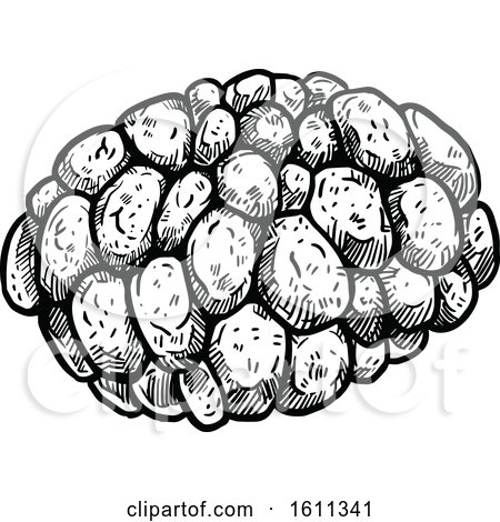 Clipart of a Sketched Sweetsop Tropical Exotic Fruit - Royalty Free Vector Illustration by Vector Tradition SM
