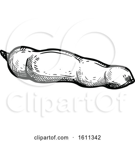 Clipart of a Sketched Tamarind Tropical Exotic Fruit - Royalty Free Vector Illustration by Vector Tradition SM