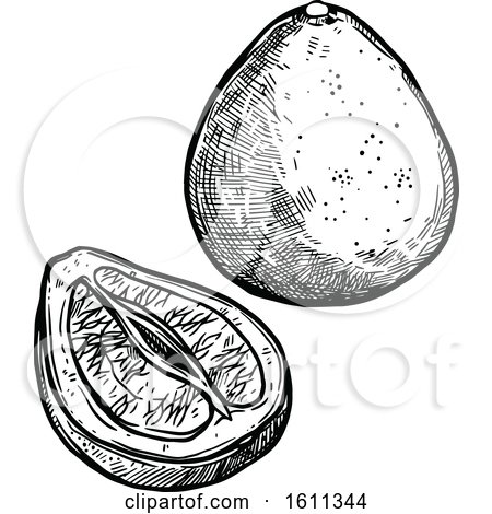Clipart of a Sketched Pomelo Tropical Exotic Fruit - Royalty Free Vector Illustration by Vector Tradition SM