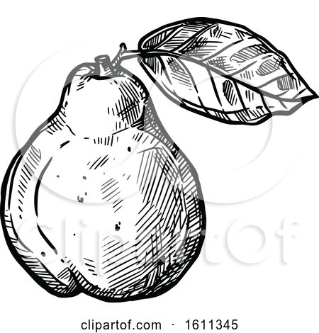 Clipart of a Sketched Black and White Quince Tropical Exotic Fruit - Royalty Free Vector Illustration by Vector Tradition SM
