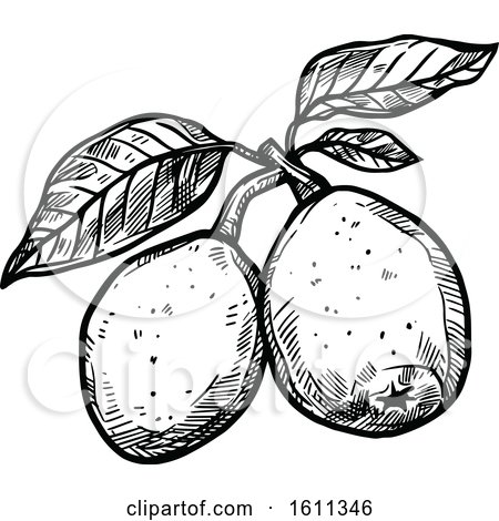 Clipart of a Sketched Marula Tropical Exotic Fruit - Royalty Free Vector Illustration by Vector Tradition SM