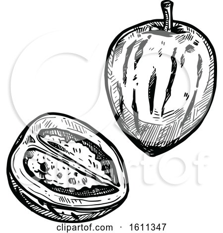 Clipart of a Sketched Pepino Tropical Exotic Fruit - Royalty Free Vector Illustration by Vector Tradition SM