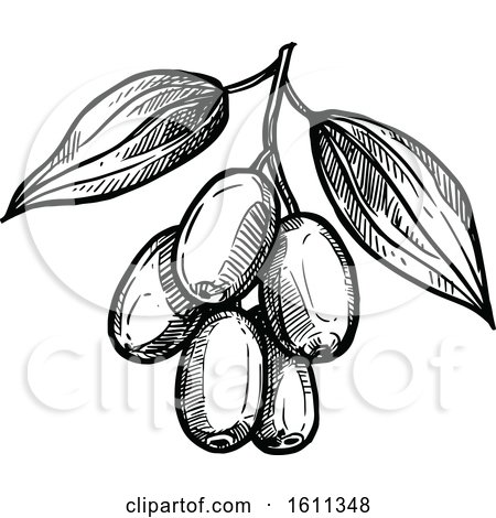Clipart of a Sketched Jujube Tropical Exotic Fruit - Royalty Free Vector Illustration by Vector Tradition SM