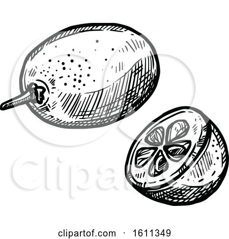 Clipart of a Sketched Kumquat Tropical Exotic Fruit - Royalty Free Vector Illustration by Vector Tradition SM