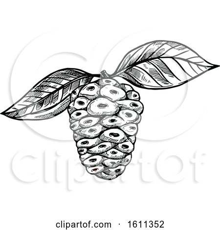 Clipart of a Sketched Great Morinda Tropical Exotic Fruit - Royalty Free Vector Illustration by Vector Tradition SM