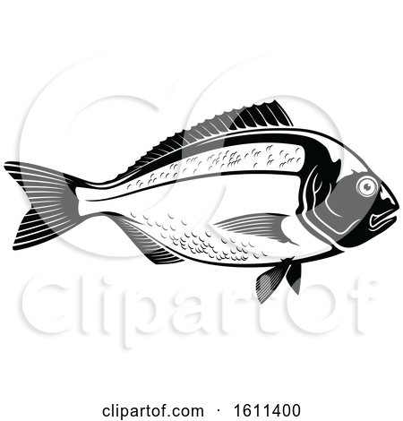 Clipart of a Black and White Fish - Royalty Free Vector Illustration by Vector Tradition SM