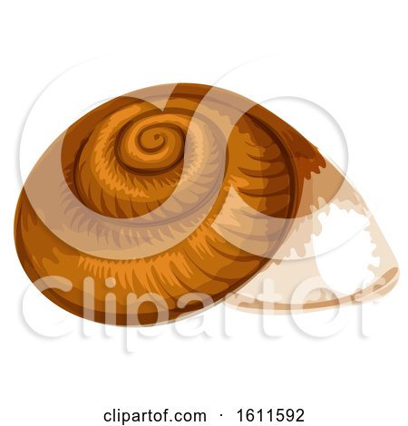 Clipart of a Sea Shell - Royalty Free Vector Illustration by Vector Tradition SM