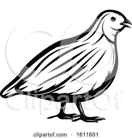 Clipart of a Black and White Quail - Royalty Free Vector Illustration by Vector Tradition SM