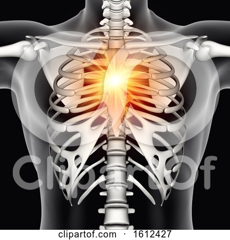 3D Male Medical Figure with Chest Bone Highlighted by KJ Pargeter