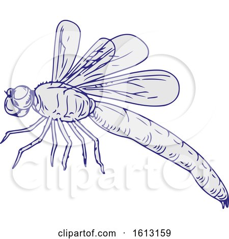 Dragonfly Flying Drawing Side by patrimonio