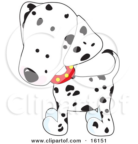 Cute White And Black Spotted Dalmation Puppy Dog Wearing A Red Collar With Yellow Spots, Slightly Tilting His Head In Curiousity Clipart Illustration Image by Maria Bell