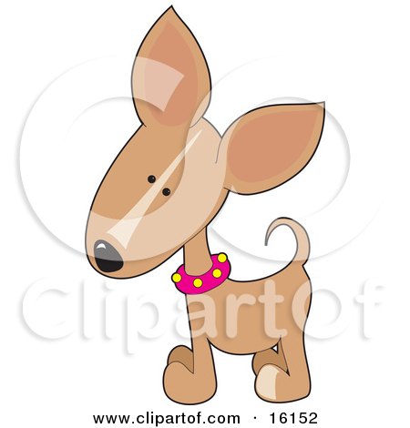 Cute Little Tan Chihuahua Puppy Dog Wearing A Pink Collar With Yellow Spots, Tilting His Head In Curiousity Clipart Illustration Image by Maria Bell