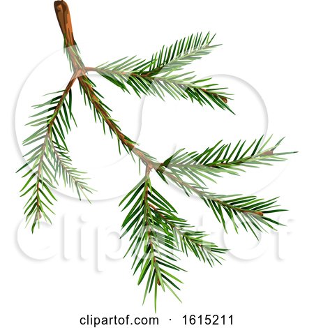 Clipart of a Spruce Tree Branch - Royalty Free Vector Illustration by dero