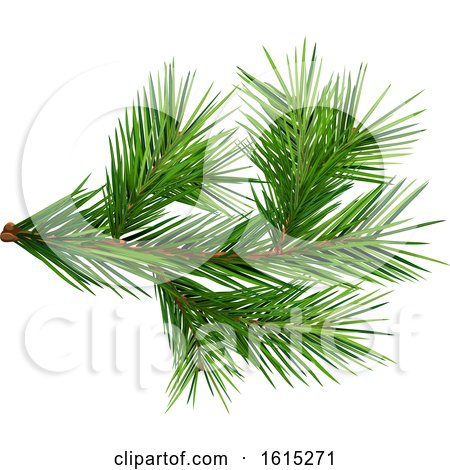 Clipart of a Fir Tree Branch - Royalty Free Vector Illustration by dero
