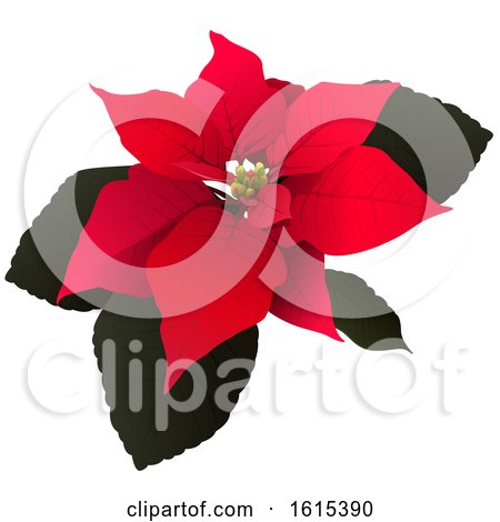 Clipart of a Christmas Poinsettia - Royalty Free Vector Illustration by dero