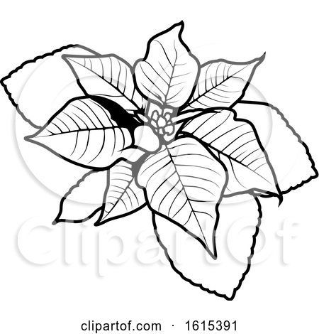 Clipart of a Black and White Christmas Poinsettia - Royalty Free Vector Illustration by dero
