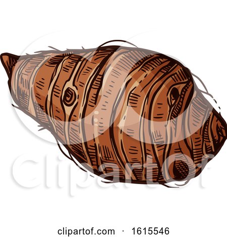 Clipart of a Sketched Taro Root - Royalty Free Vector Illustration by Vector Tradition SM
