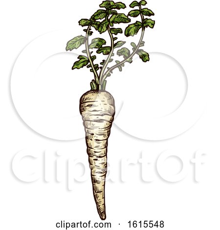 Clipart of a Sketched Parsnip - Royalty Free Vector Illustration by Vector Tradition SM