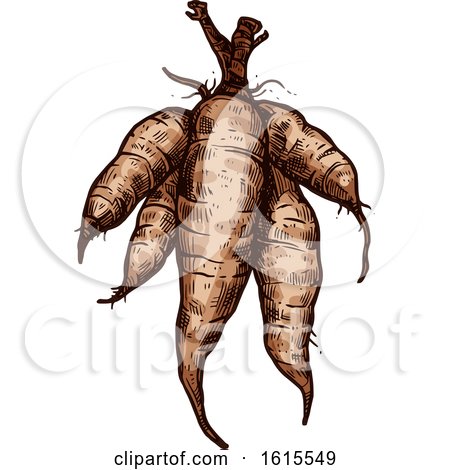 Clipart of a Sketched Cassava - Royalty Free Vector Illustration by Vector Tradition SM