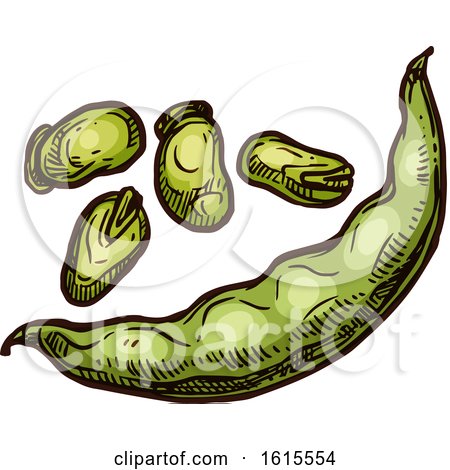 Clipart of Sketched Broad Beans - Royalty Free Vector Illustration by Vector Tradition SM