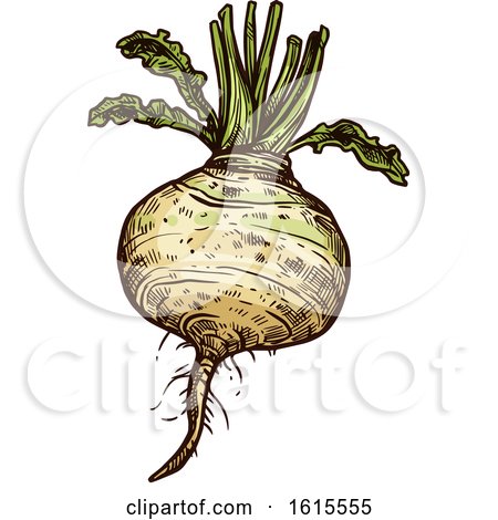 Clipart of a Sketched Turnip - Royalty Free Vector Illustration by Vector Tradition SM