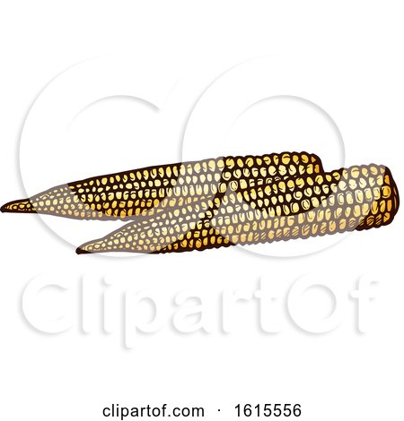 Clipart of Sketched Baby Corn - Royalty Free Vector Illustration by Vector Tradition SM
