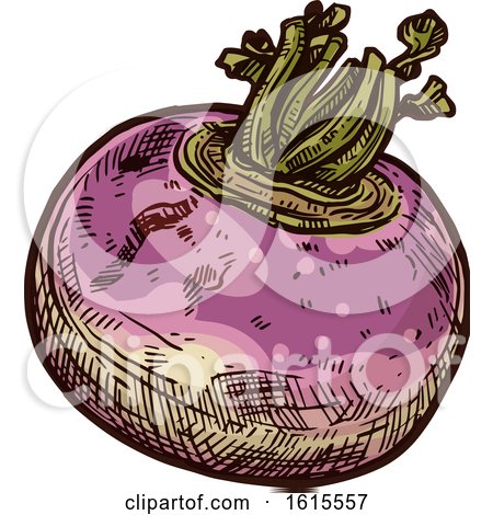 Clipart of a Sketched Rutabaga - Royalty Free Vector Illustration by Vector Tradition SM