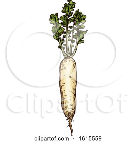 Clipart of a Sketched Radish - Royalty Free Vector Illustration by Vector Tradition SM