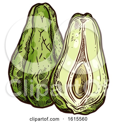 Clipart of a Sketched Chayote - Royalty Free Vector Illustration by Vector Tradition SM
