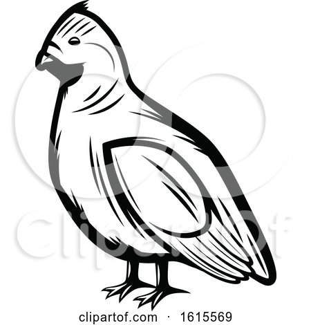 Clipart of a Black and White Bird - Royalty Free Vector Illustration by Vector Tradition SM