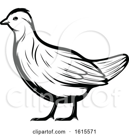 Clipart of a Black and White Bird - Royalty Free Vector Illustration by Vector Tradition SM